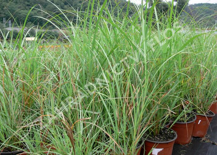 Ozdobnice čínská 'Adagio' - Miscanthus sinensis 'Adagio'