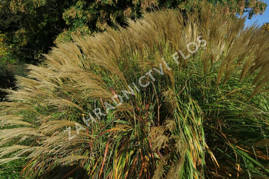 Ozdobnice čínská 'Adagio' - Miscanthus sinensis 'Adagio'