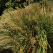 Ozdobnice čínská 'Adagio' - Miscanthus sinensis 'Adagio'