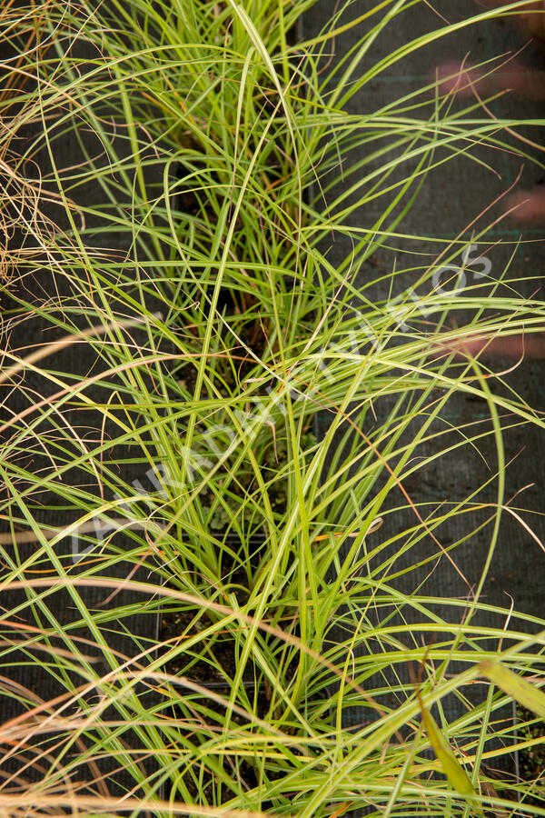 Ozdobnice čínská 'Adagio' - Miscanthus sinensis 'Adagio'