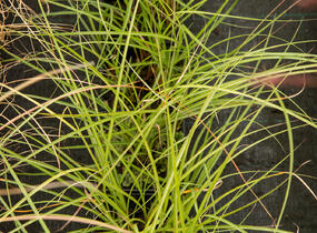Ozdobnice čínská 'Adagio' - Miscanthus sinensis 'Adagio'
