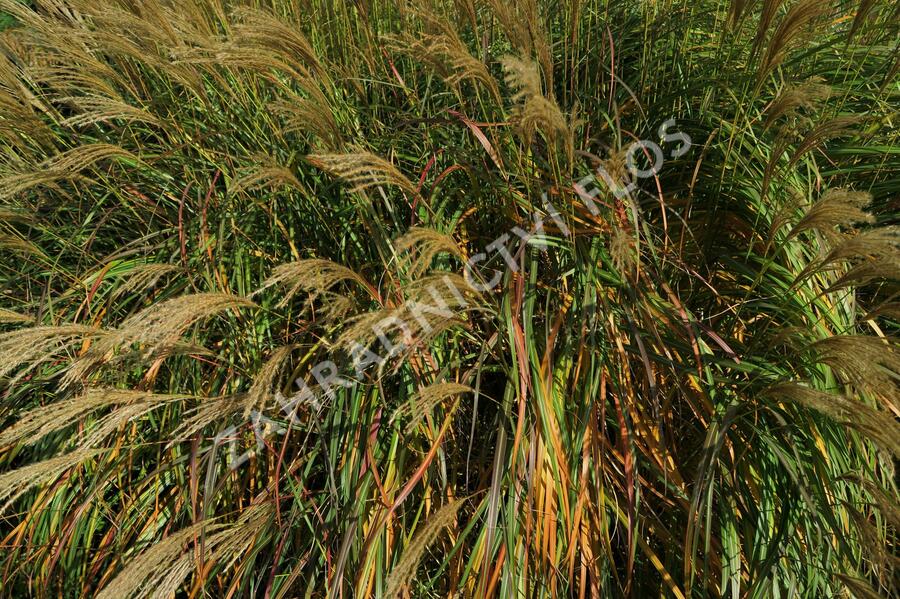 Ozdobnice čínská 'Adagio' - Miscanthus sinensis 'Adagio'
