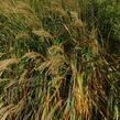 Ozdobnice čínská 'Adagio' - Miscanthus sinensis 'Adagio'