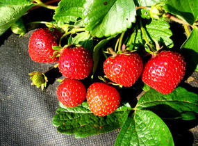 Jahodník stáleplodící 'Ostara' - Fragaria ananassa 'Ostara'