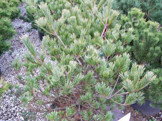 Borovice vejmutovka 'Macopin' - Pinus strobus 'Macopin'