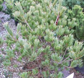 Borovice vejmutovka 'Macopin'