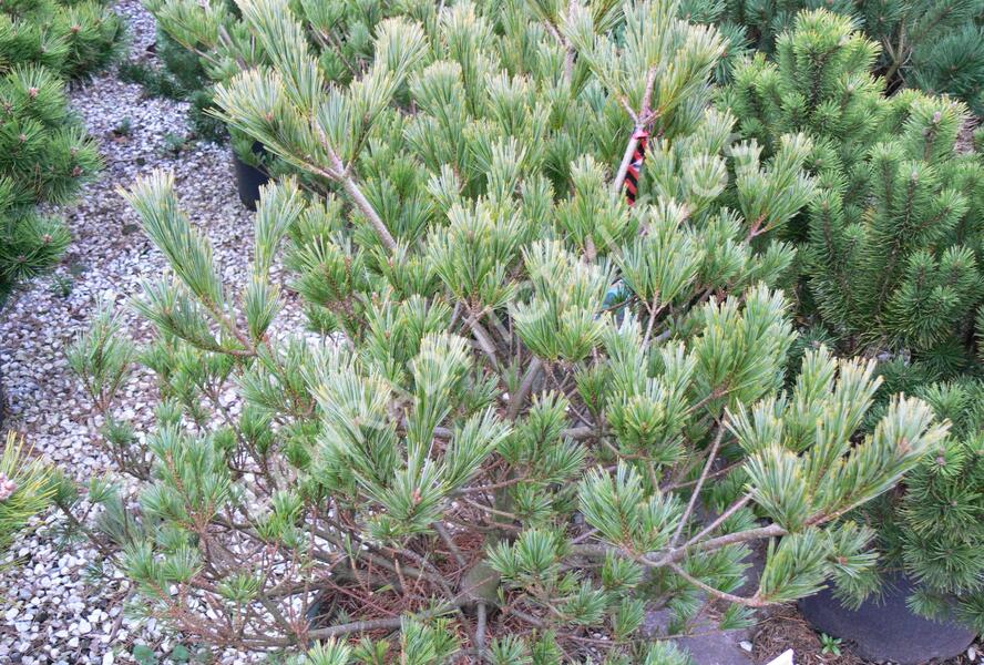 Borovice vejmutovka 'Macopin' - Pinus strobus 'Macopin'