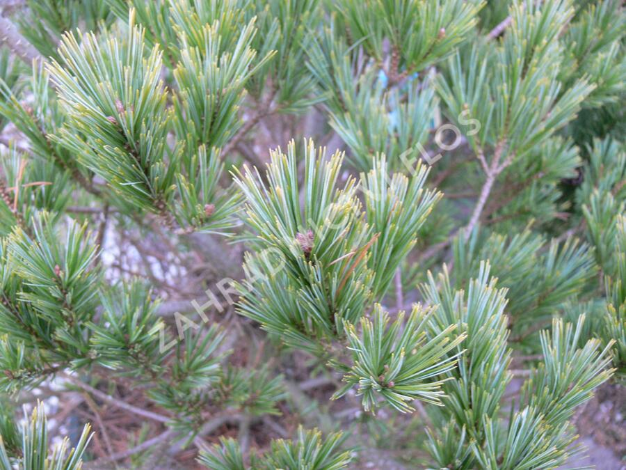 Borovice vejmutovka 'Macopin' - Pinus strobus 'Macopin'