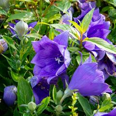 Zvonkovec velkokvětý, boubelka  'Codo Double Blue' - Platycodon grandiflorus 'Codo Double Blue'