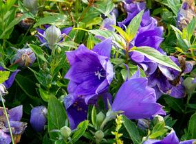 Zvonkovec velkokvětý, boubelka 'Codo Double Blue' - Platycodon grandiflorus 'Codo Double Blue'