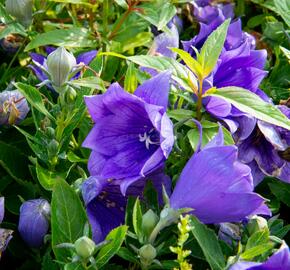 Zvonkovec velkokvětý, boubelka  'Codo Double Blue' - Platycodon grandiflorus 'Codo Double Blue'