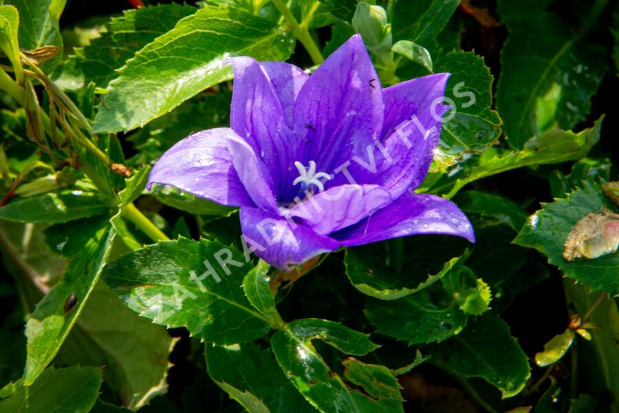 Zvonkovec velkokvětý, boubelka  'Codo Double Blue' - Platycodon grandiflorus 'Codo Double Blue'