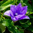 Zvonkovec velkokvětý, boubelka  'Codo Double Blue' - Platycodon grandiflorus 'Codo Double Blue'