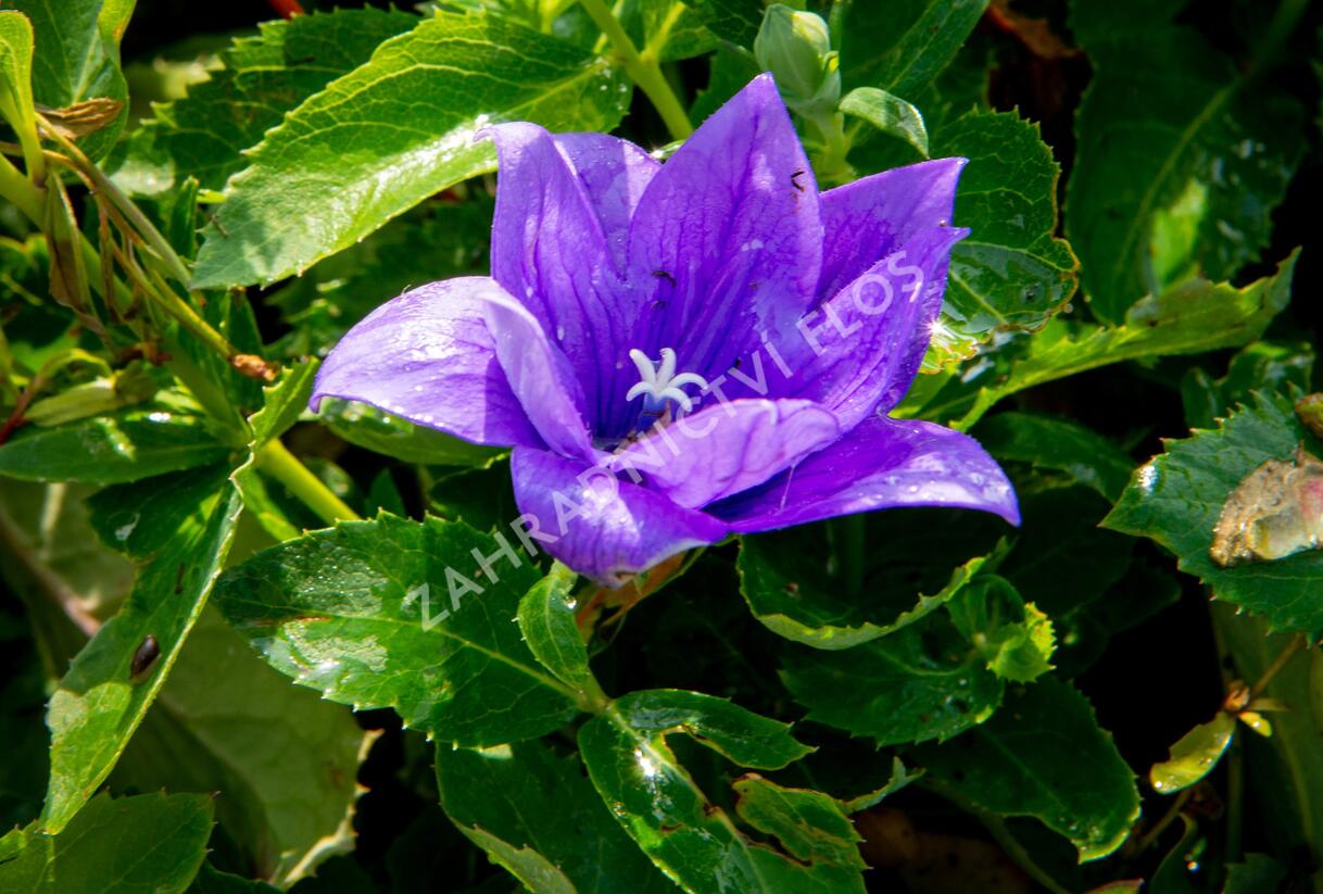 Zvonkovec velkokvětý, boubelka 'Codo Double Blue' - Platycodon grandiflorus 'Codo Double Blue'