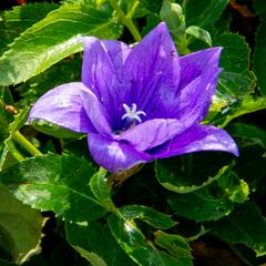 Zvonkovec velkokvětý, boubelka  'Codo Double Blue' - Platycodon grandiflorus 'Codo Double Blue'