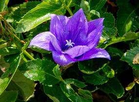 Zvonkovec velkokvětý, boubelka 'Codo Double Blue' - Platycodon grandiflorus 'Codo Double Blue'