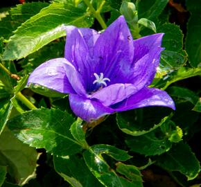 Boubelka velkokvětá  'Codo Double Blue' - Platycodon grandiflorus 'Codo Double Blue'