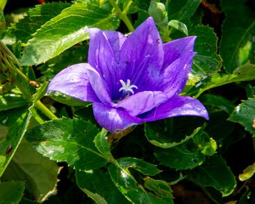 Zvonkovec velkokvětý, boubelka 'Codo Double Blue'