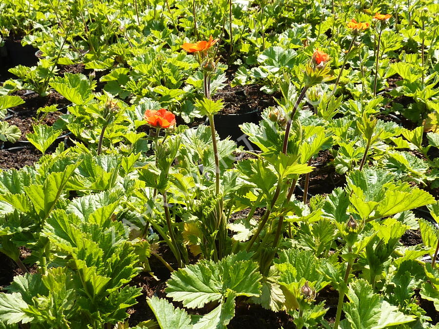 Kuklík šarlatový 'Koi' - Geum coccineum 'Koi'