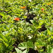 Kuklík šarlatový 'Koi' - Geum coccineum 'Koi'