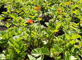 Kuklík šarlatový 'Koi' - Geum coccineum 'Koi'