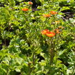 Kuklík šarlatový 'Koi' - Geum coccineum 'Koi'