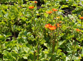 Kuklík šarlatový 'Koi' - Geum coccineum 'Koi'