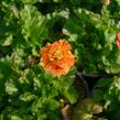 Kuklík šarlatový 'Koi' - Geum coccineum 'Koi'