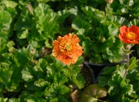 Kuklík šarlatový 'Koi' - Geum coccineum 'Koi'