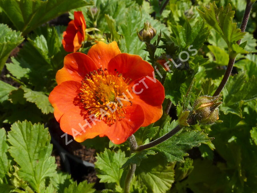Kuklík šarlatový 'Koi' - Geum coccineum 'Koi'