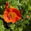 Kuklík šarlatový 'Koi' - Geum coccineum 'Koi'