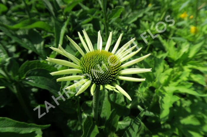 Třapatkovka nachová 'Feeling White' - Echinacea purpurea 'Feeling White'