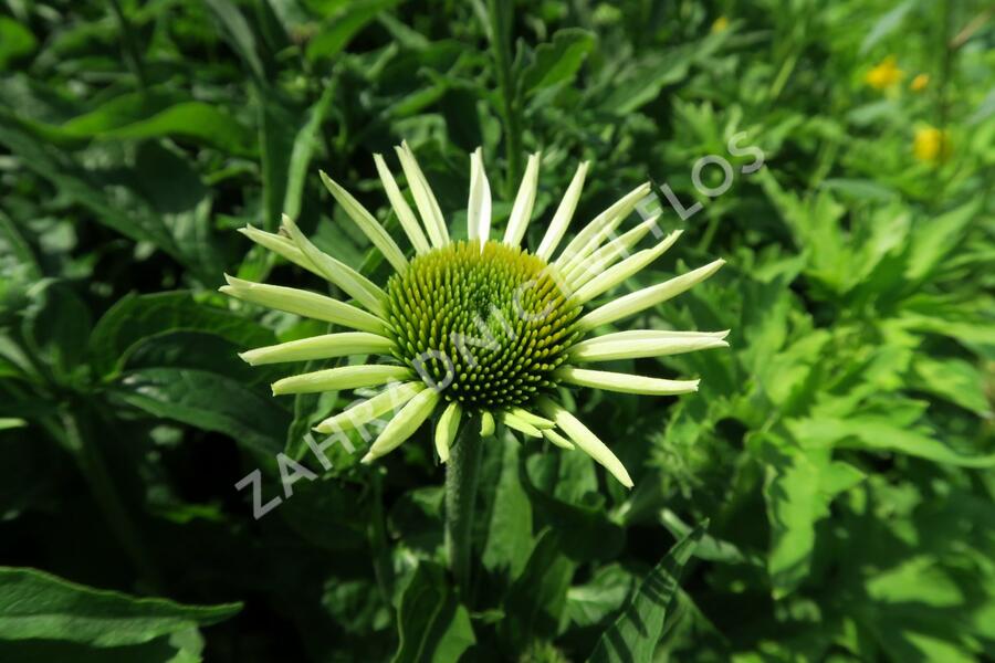 Třapatkovka nachová 'Feeling White' - Echinacea purpurea 'Feeling White'