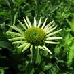 Třapatkovka nachová 'Feeling White' - Echinacea purpurea 'Feeling White'