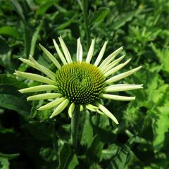 Třapatkovka nachová 'Feeling White' - Echinacea purpurea 'Feeling White'