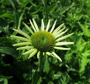 Třapatkovka nachová 'Feeling White' - Echinacea purpurea 'Feeling White'