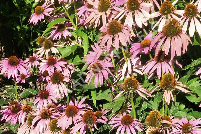 Třapatkovka nachová 'Feeling Pink' - Echinacea purpurea 'Feeling Pink'