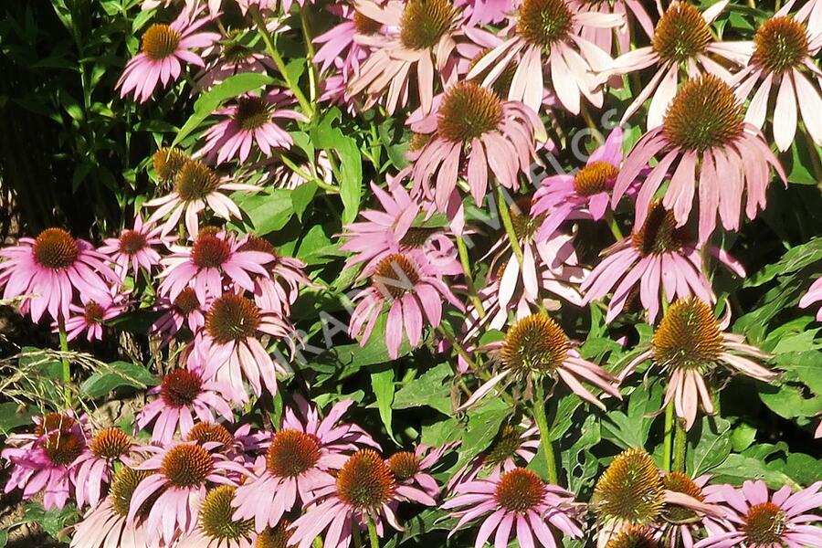 Třapatkovka nachová 'Feeling Pink' - Echinacea purpurea 'Feeling Pink'