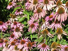 Třapatka nachová 'Feeling Pink' - Echinacea purpurea 'Feeling Pink'