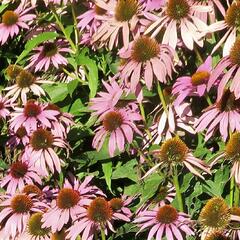 Třapatkovka nachová 'Feeling Pink' - Echinacea purpurea 'Feeling Pink'