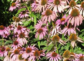 Třapatkovka nachová 'Feeling Pink' - Echinacea purpurea 'Feeling Pink'
