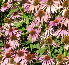 Třapatkovka nachová 'Feeling Pink' - Echinacea purpurea 'Feeling Pink'