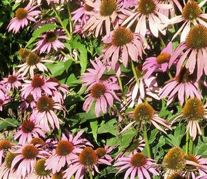 Třapatka nachová 'Feeling Pink' - Echinacea purpurea 'Feeling Pink'