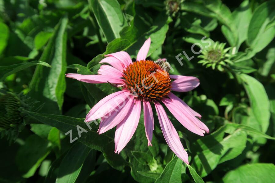 Třapatkovka nachová 'Feeling Pink' - Echinacea purpurea 'Feeling Pink'