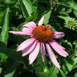 Třapatkovka nachová 'Feeling Pink' - Echinacea purpurea 'Feeling Pink'