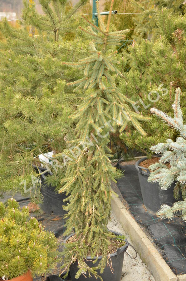 Smrk ztepilý 'Rothenhaus' - Picea abies 'Rothenhaus'