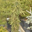 Smrk ztepilý 'Rothenhaus' - Picea abies 'Rothenhaus'