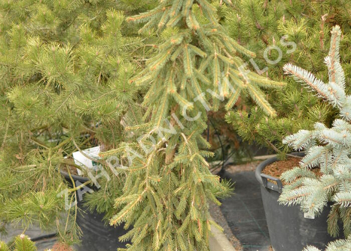 Smrk ztepilý 'Rothenhaus' - Picea abies 'Rothenhaus'