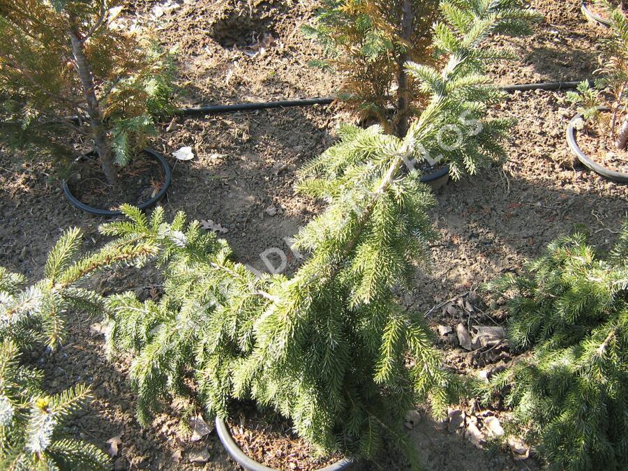 Smrk ztepilý 'Rothenhaus' - Picea abies 'Rothenhaus'
