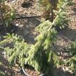 Smrk ztepilý 'Rothenhaus' - Picea abies 'Rothenhaus'